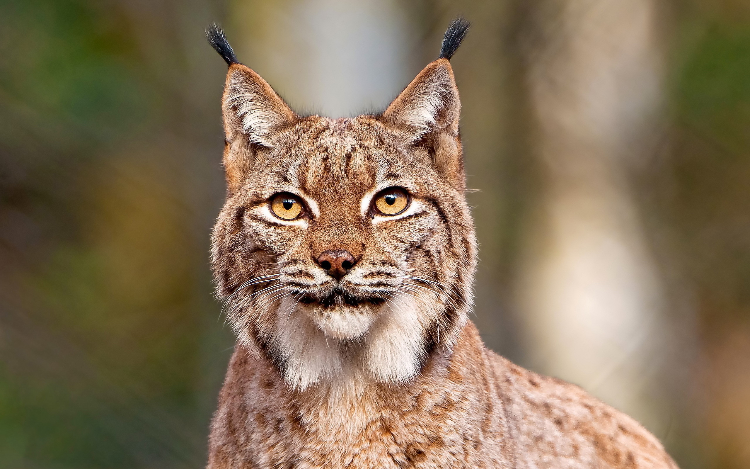 lynx picture