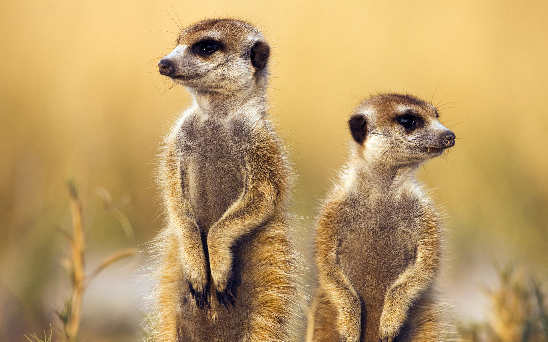 meerkat pictures