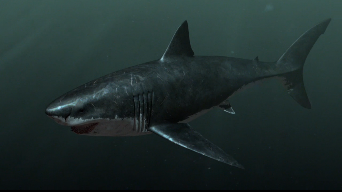 megalodon shark pictures