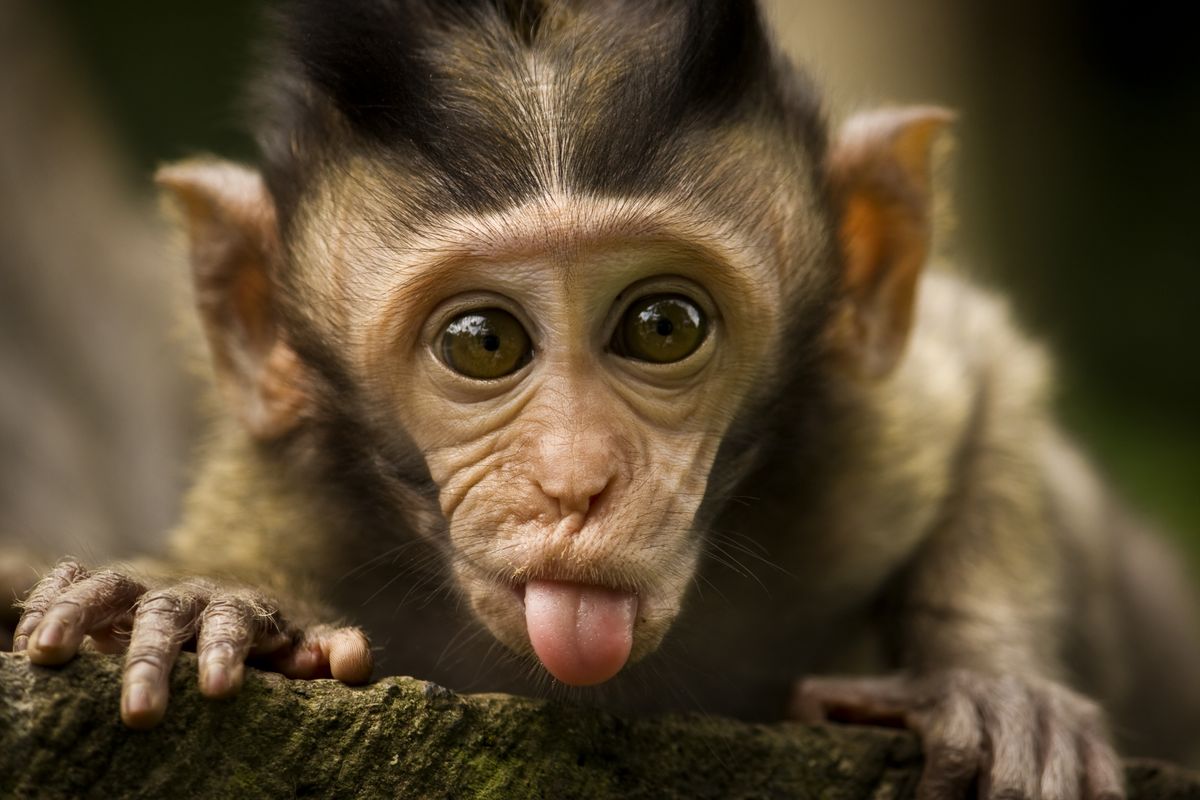 monkey cute