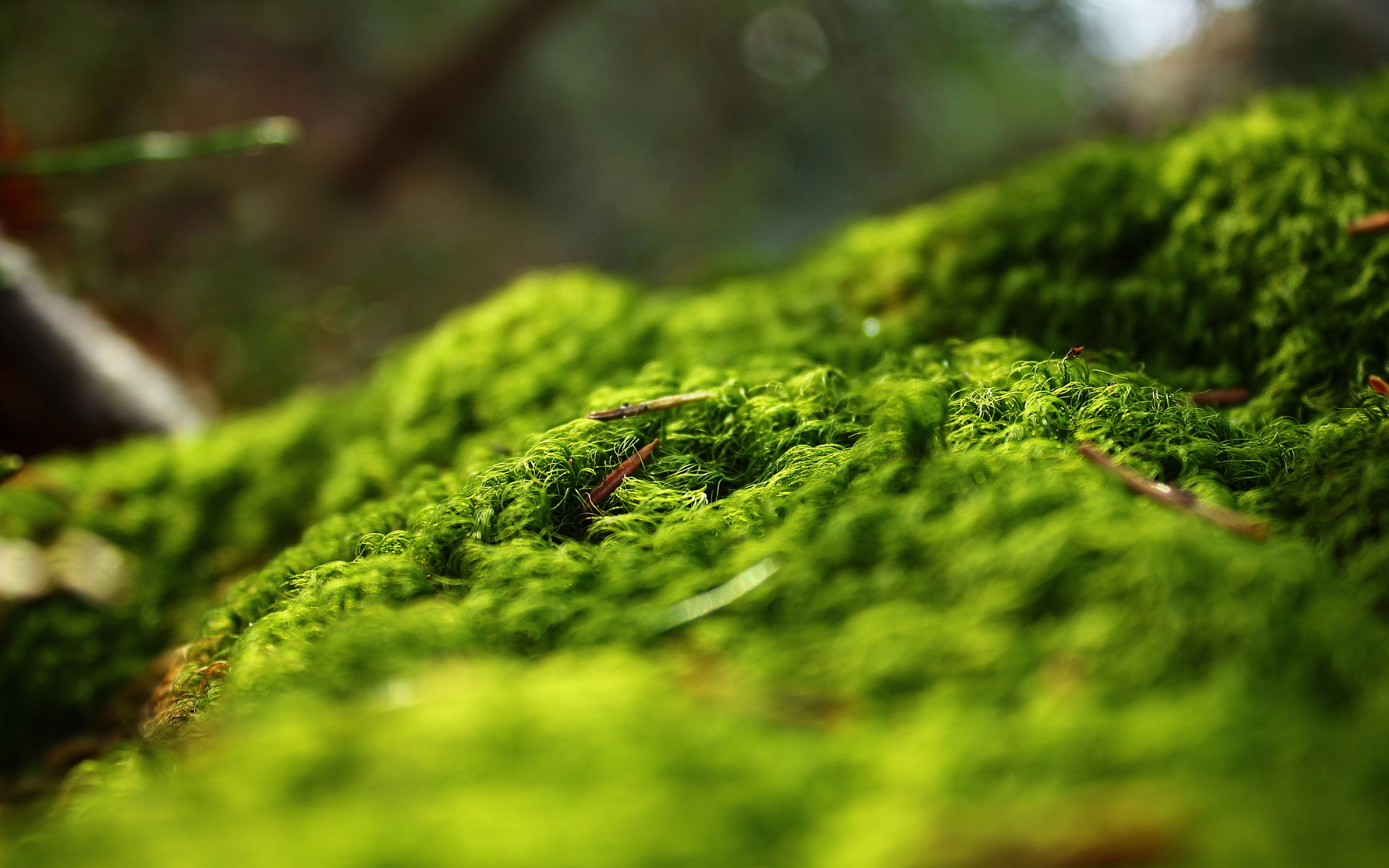 moss pictures