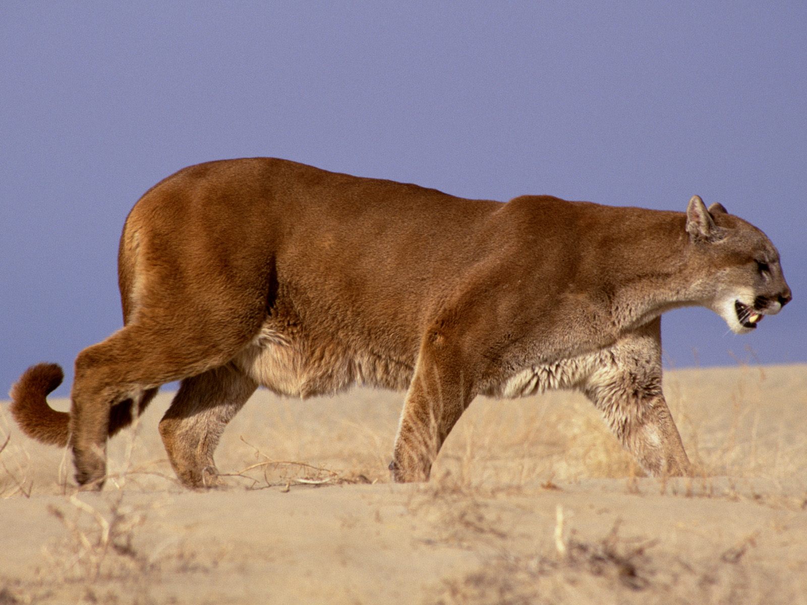 mountain lion pictures