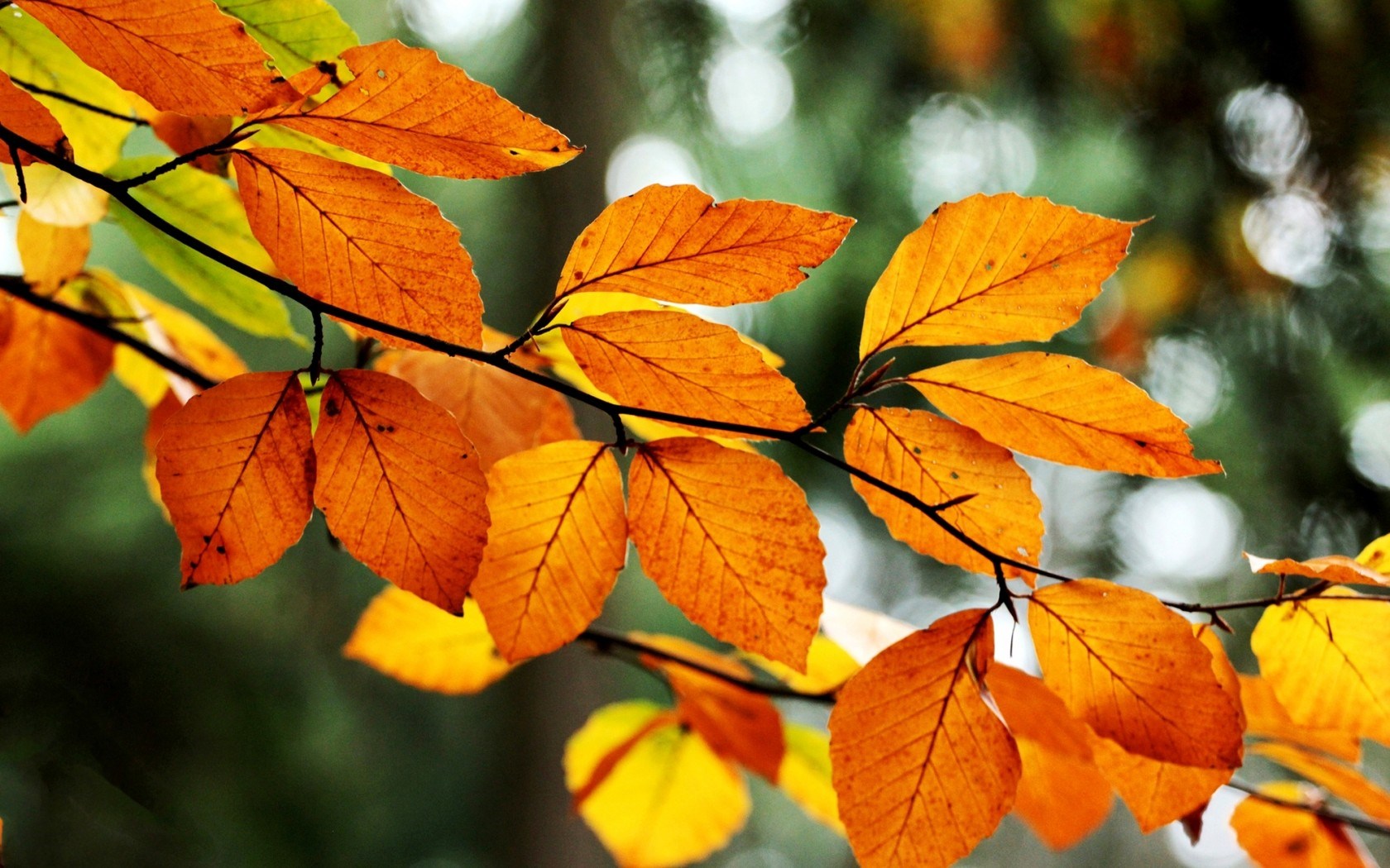 orange leaves