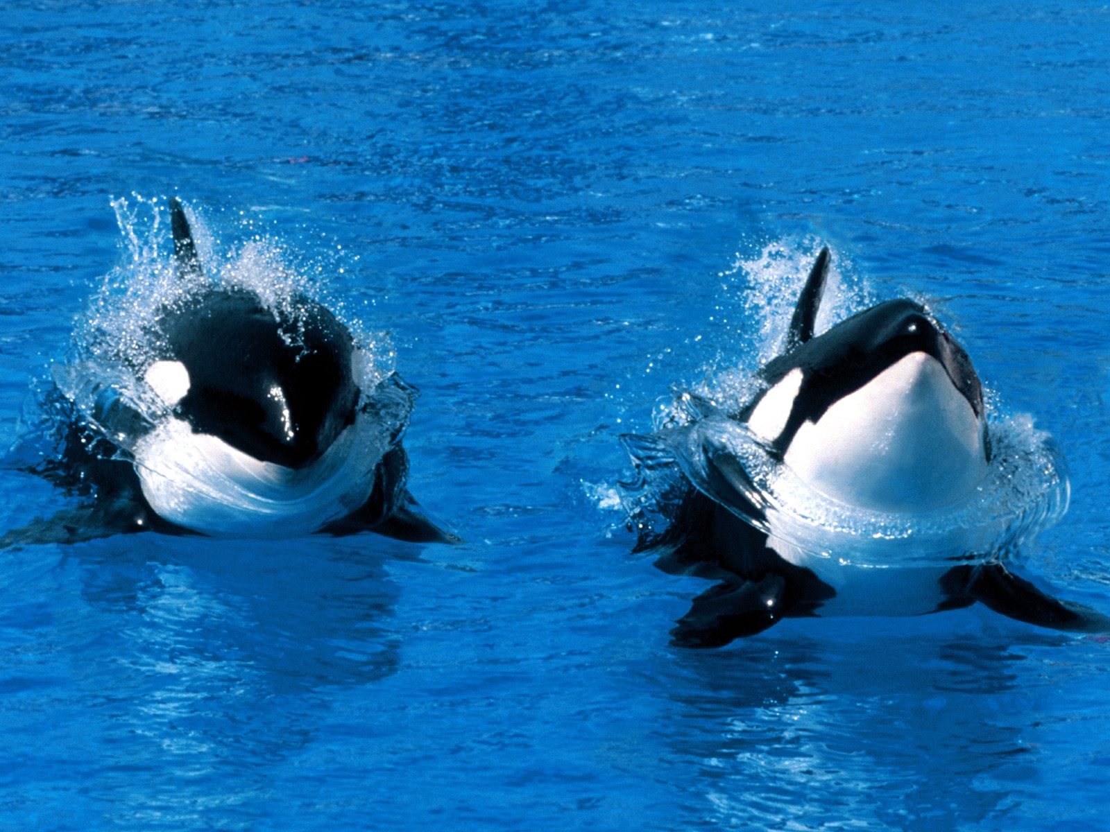orca whale pictures