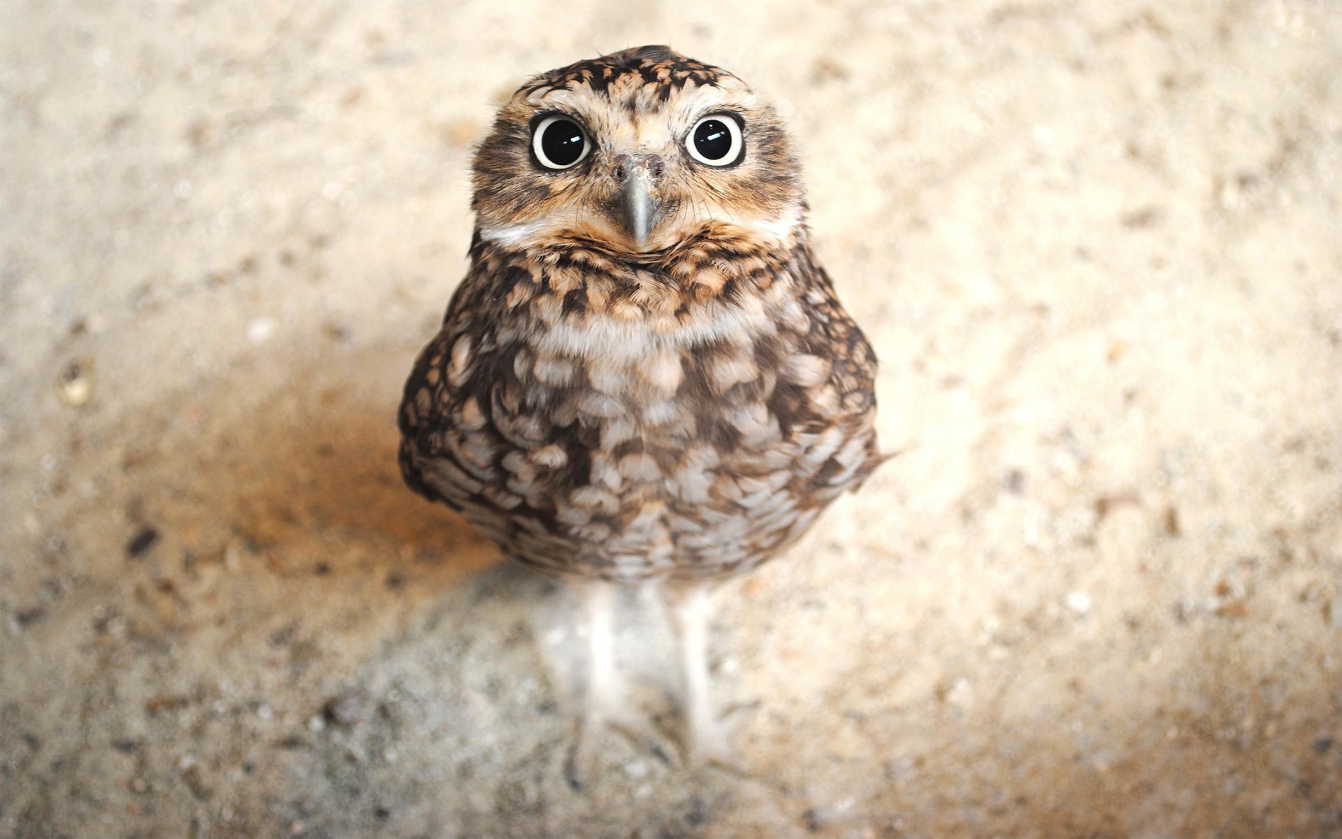 owl screensaver