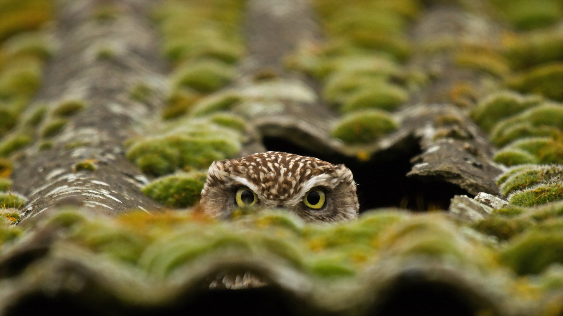 owl wallpaper A2