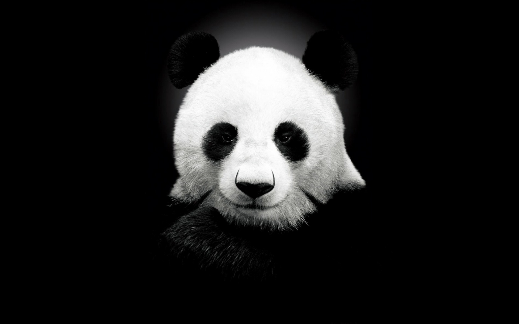 panda desktop