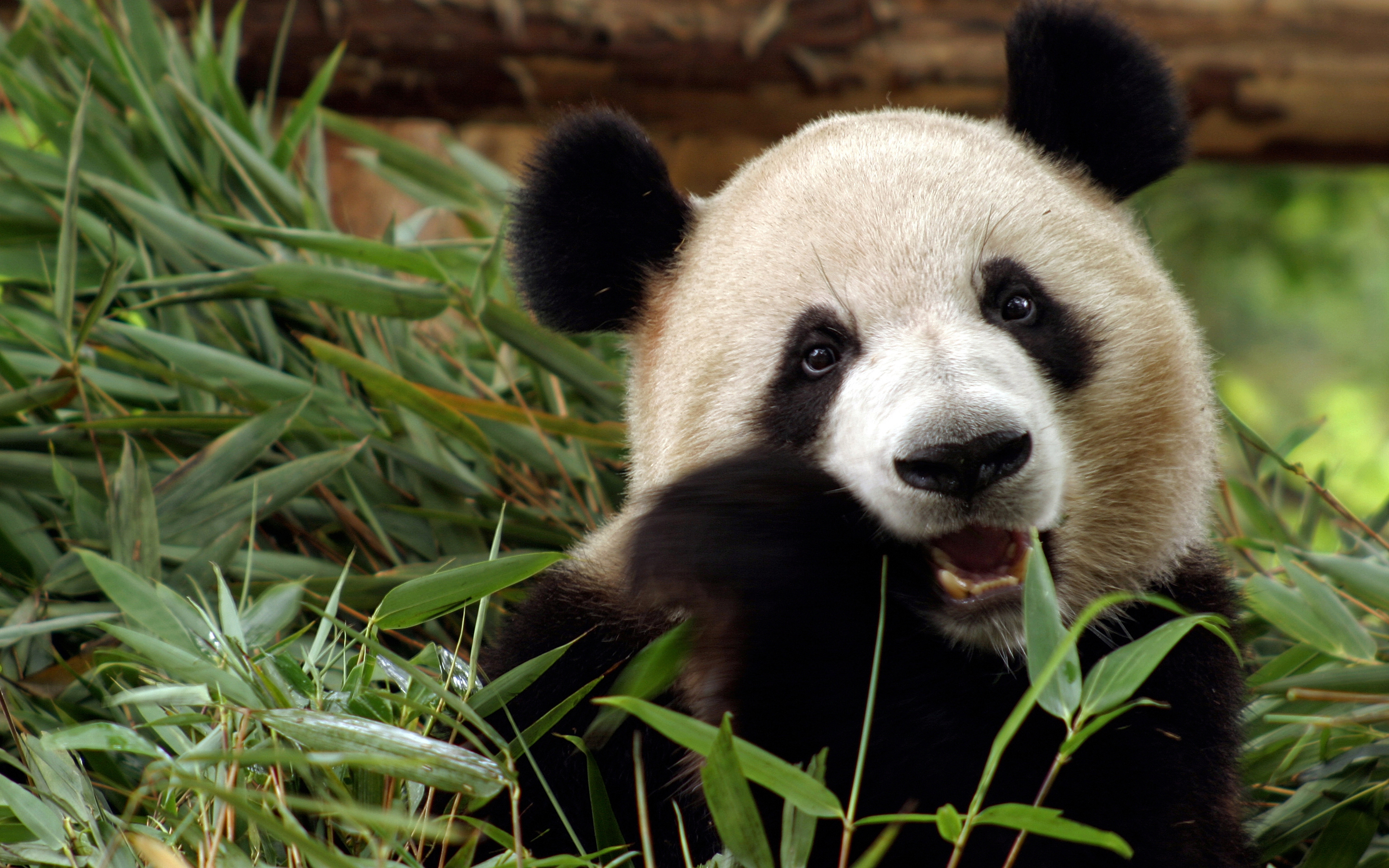 panda wallpaper desktop