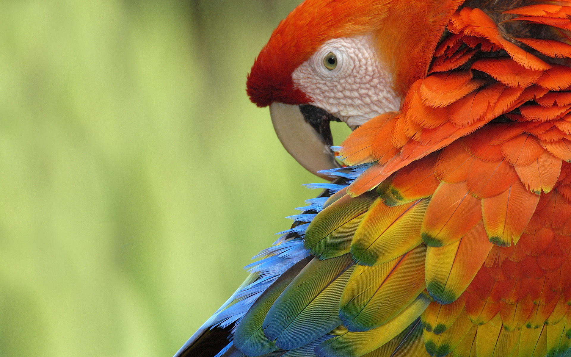 parrot bird photos
