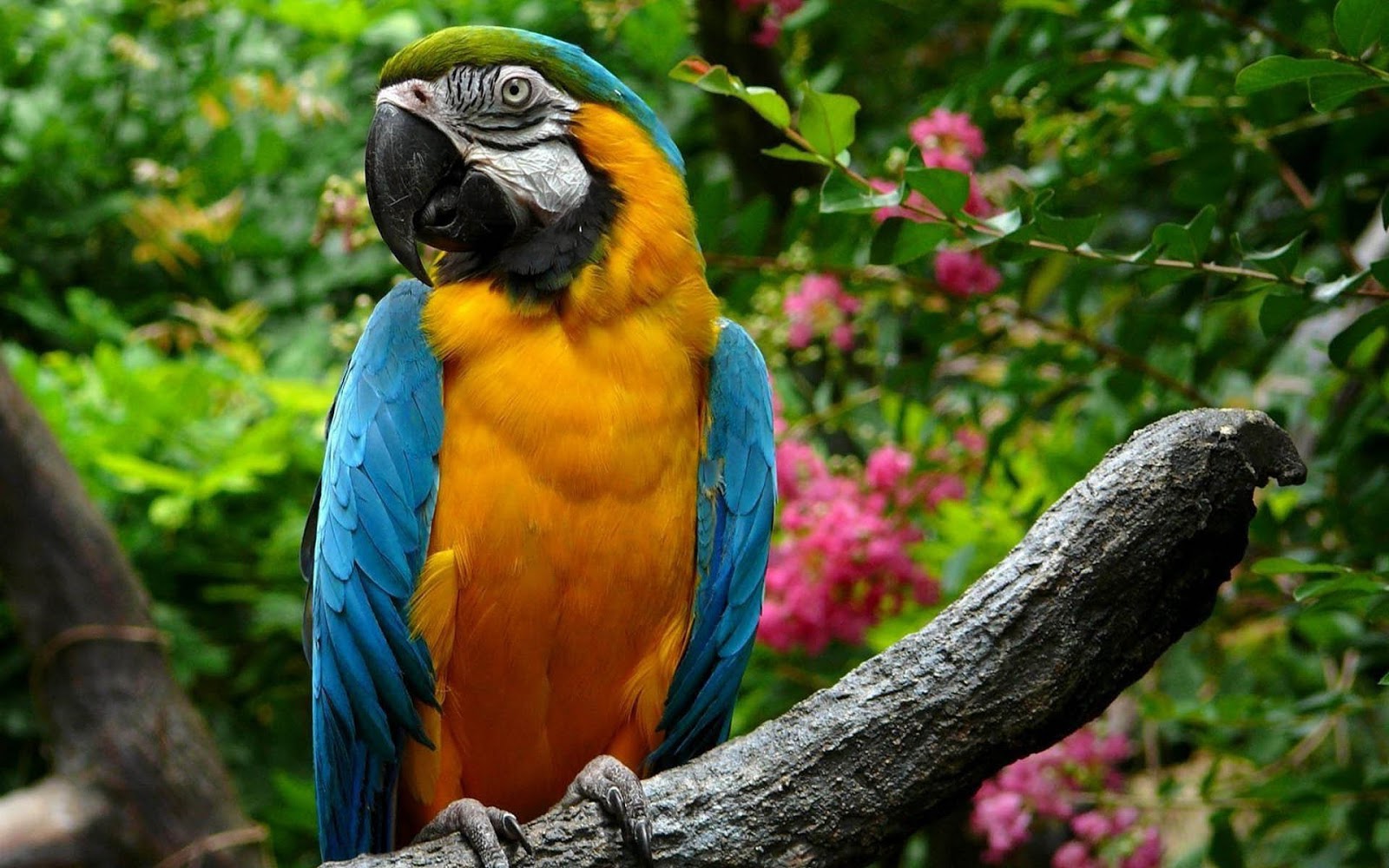 parrot bird wallpaper