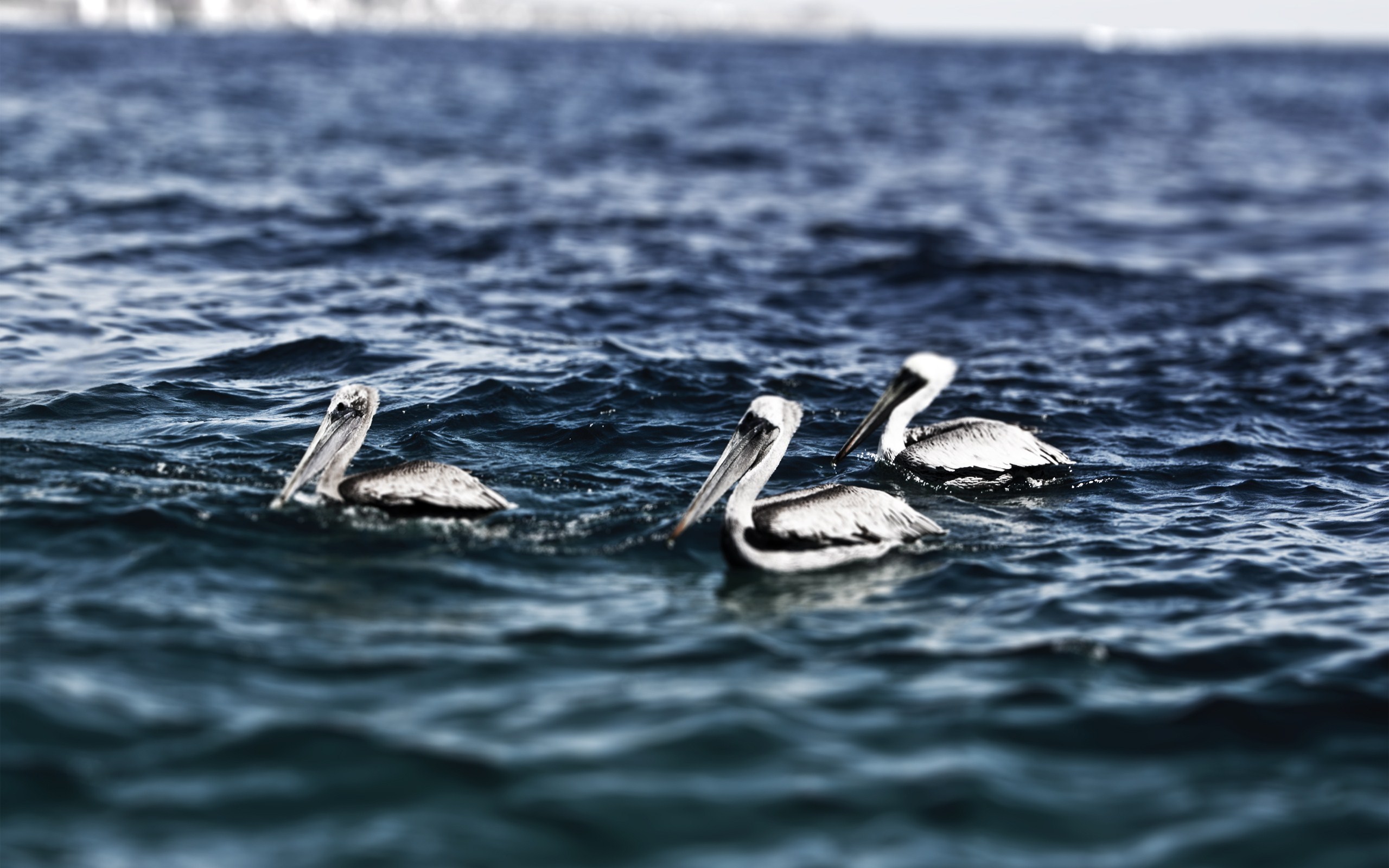 pelican wallpaper ocean