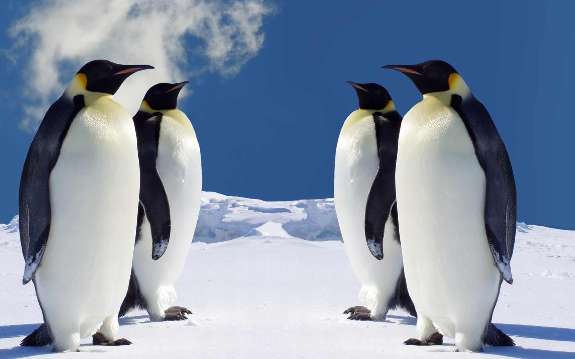 penguin pictures