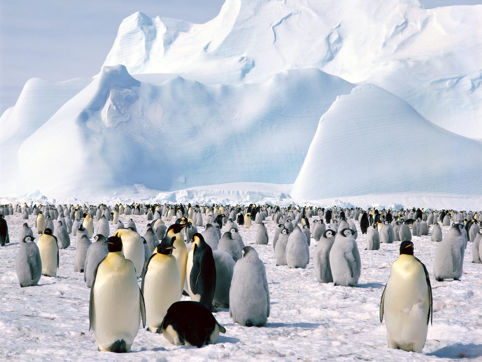 penguin wallpaper background