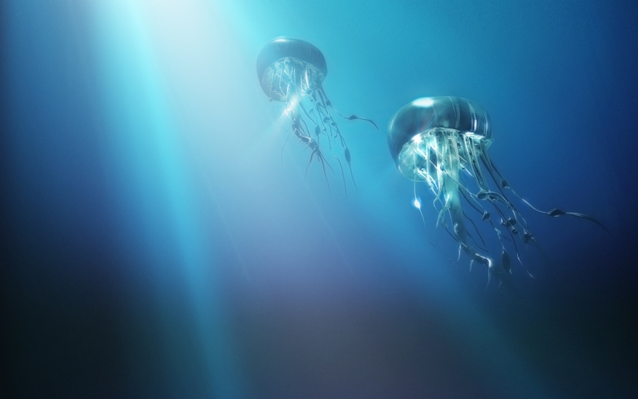 pics of jellyfish