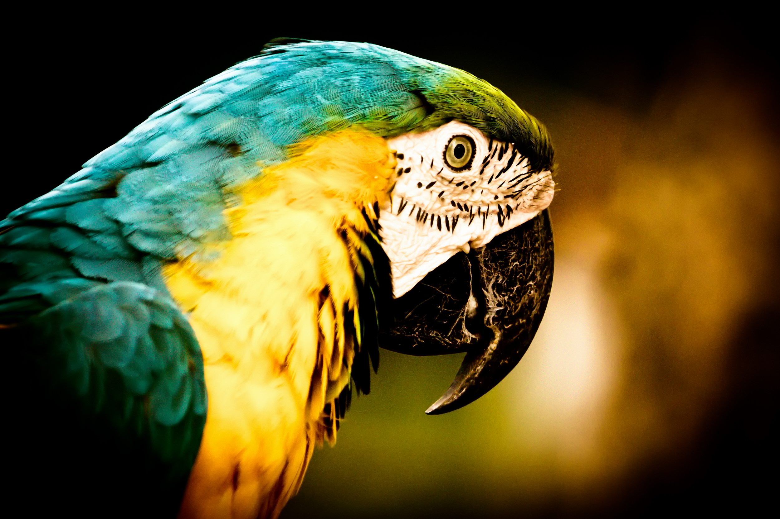 pics of macaws