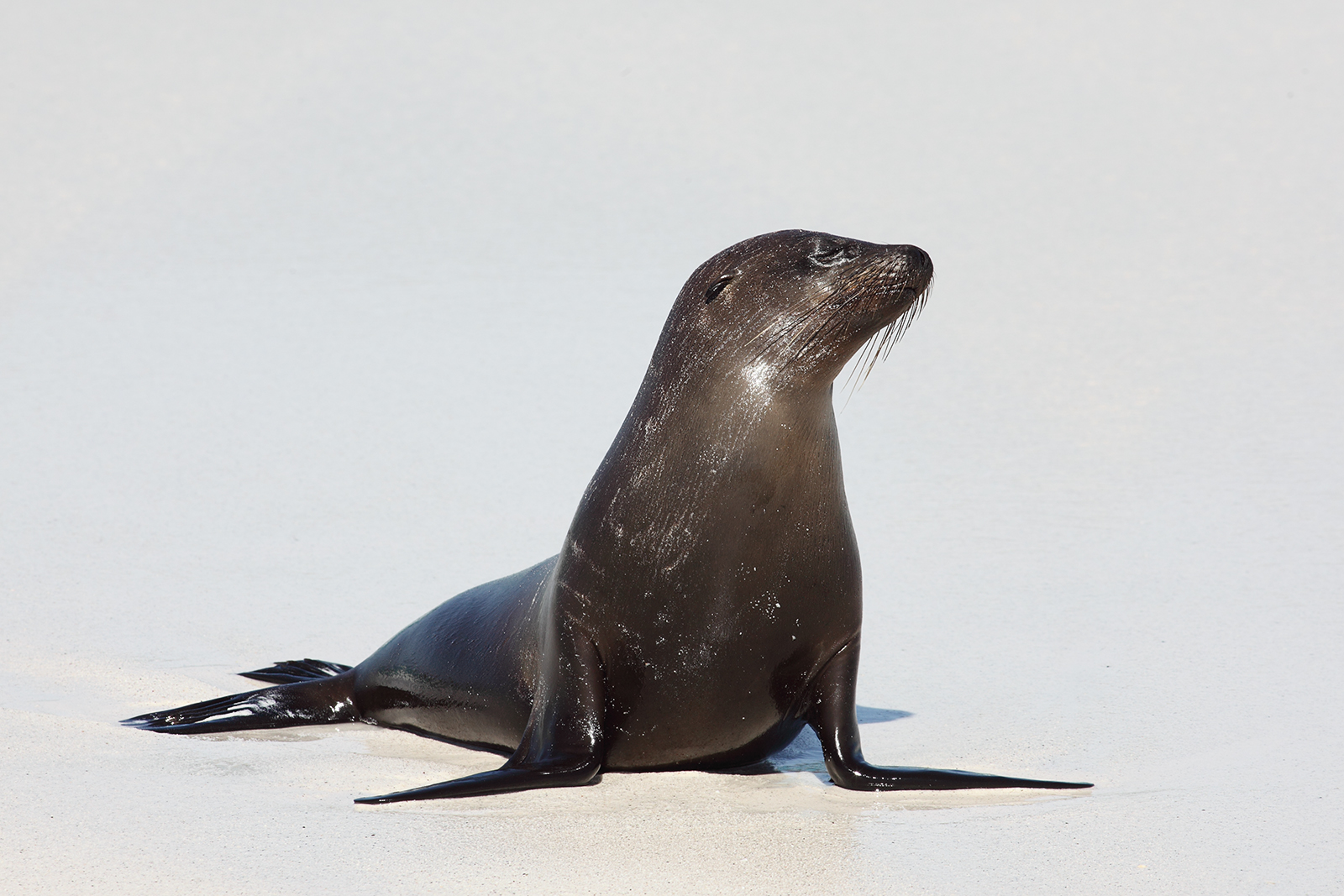 picture of a seal