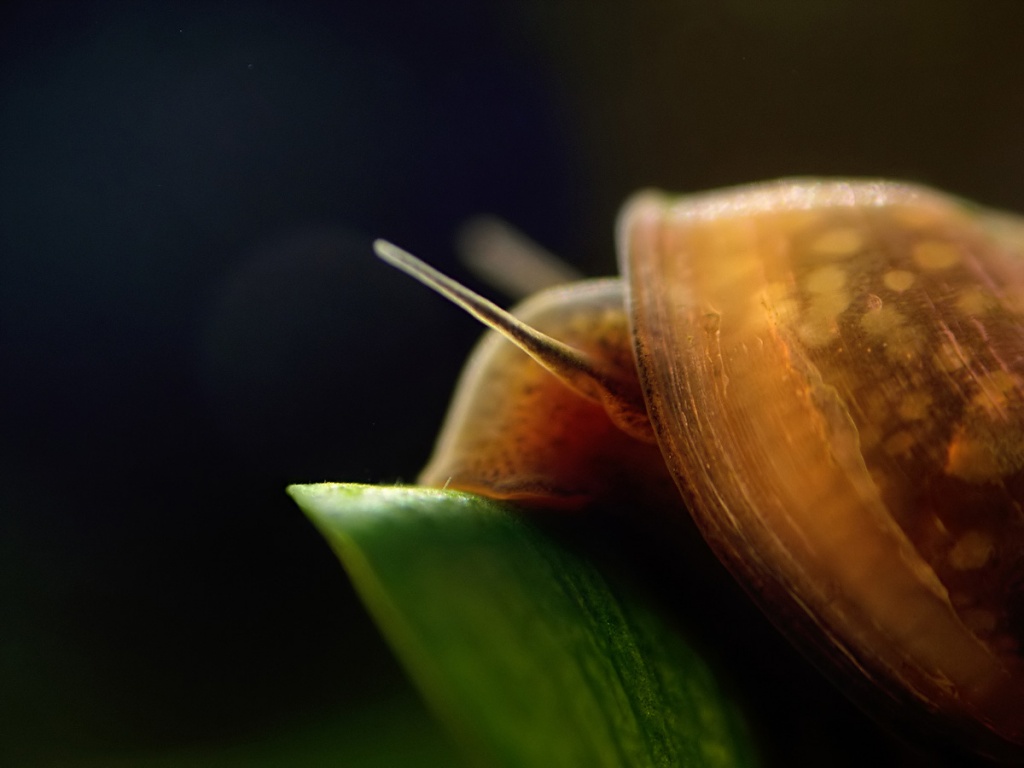 picture of a snail