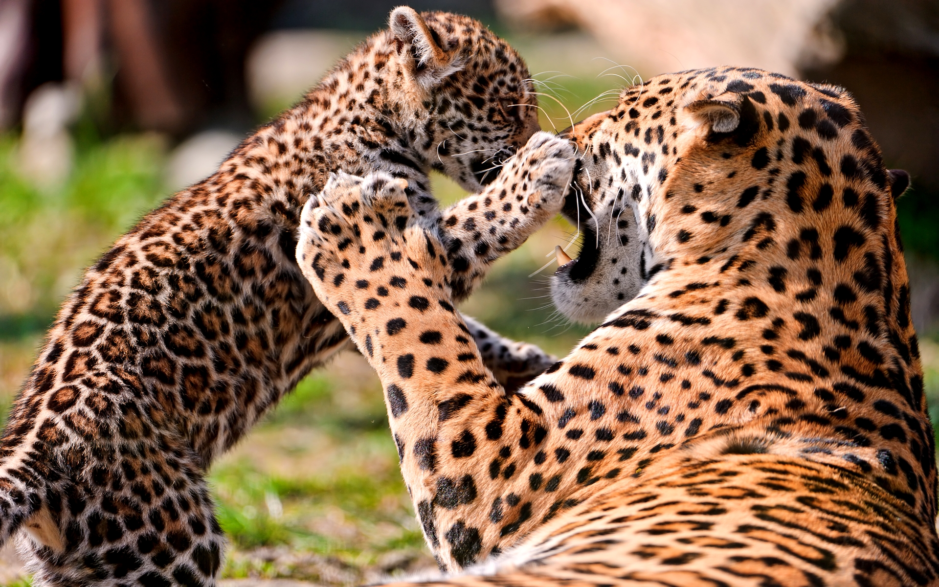 picture of cheetah and leopard