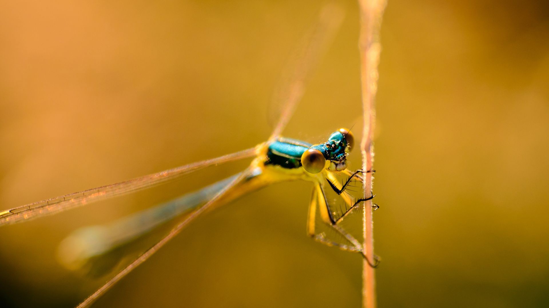 picture of dragonfly
