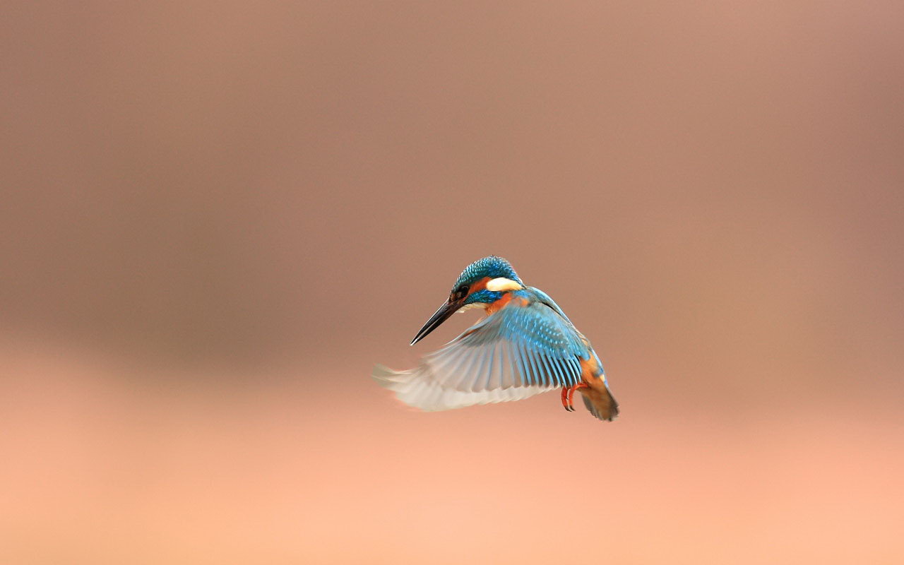 picture of kingfisher bird