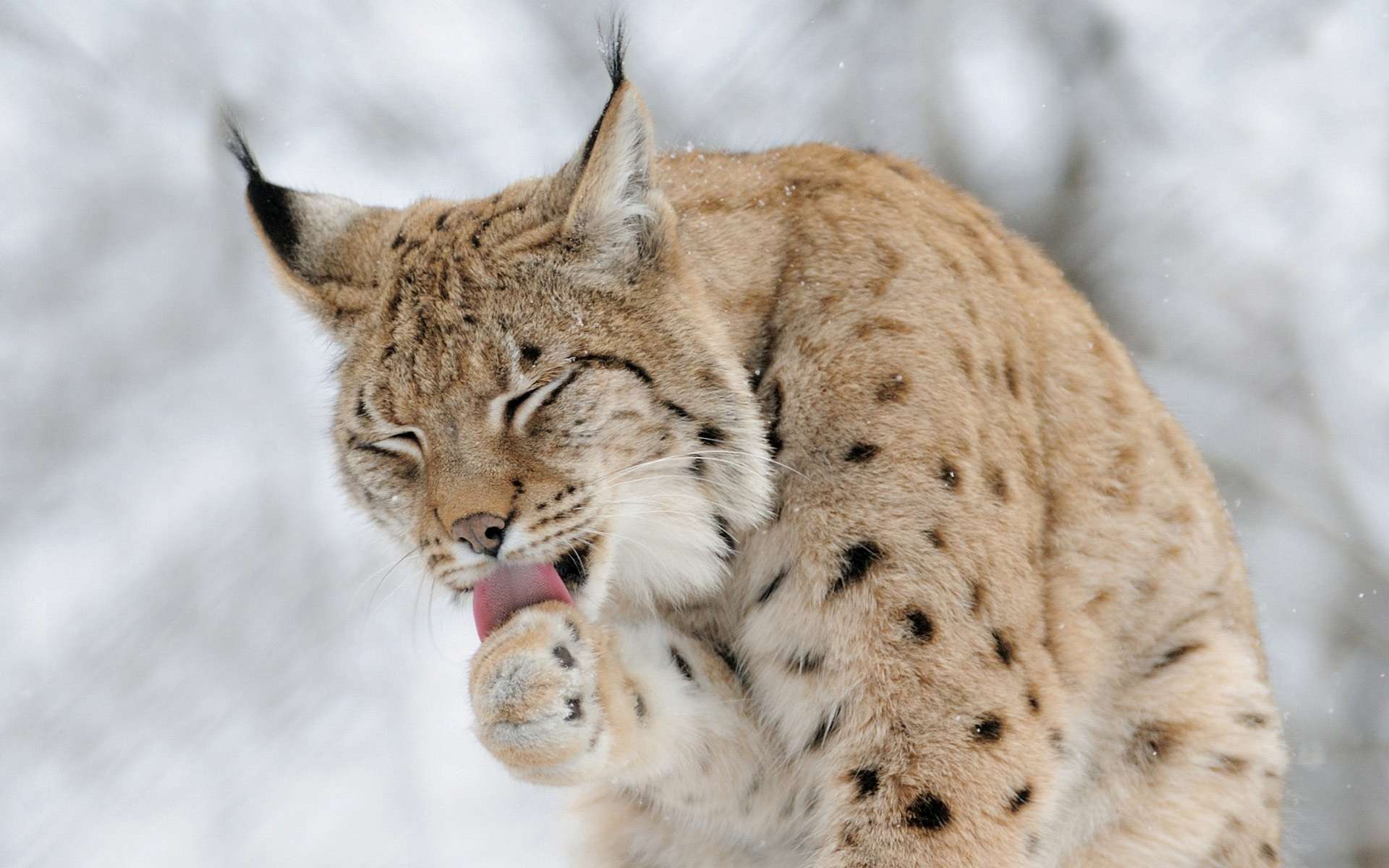 picture of lynx