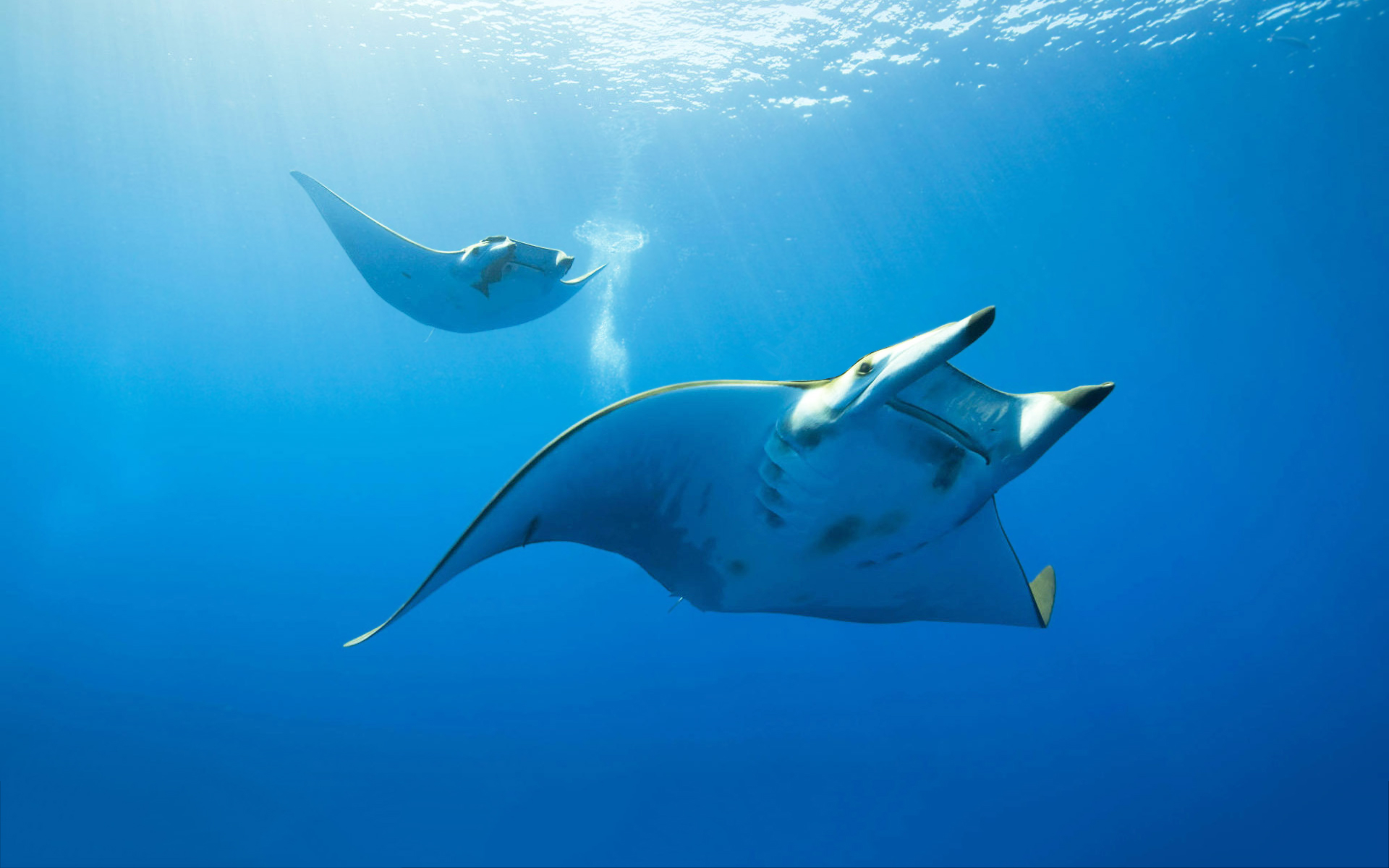 picture of manta ray