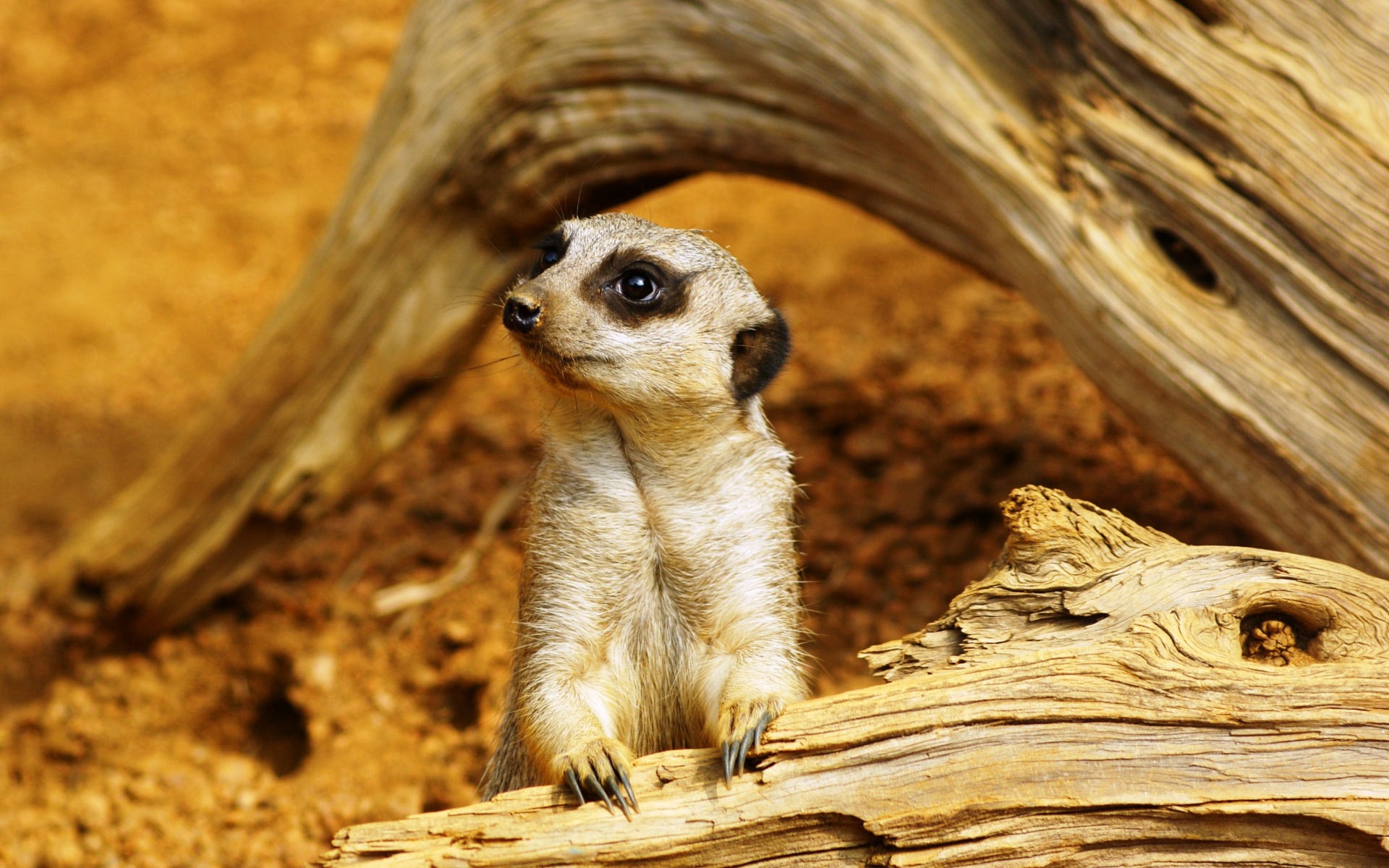 picture of meerkat