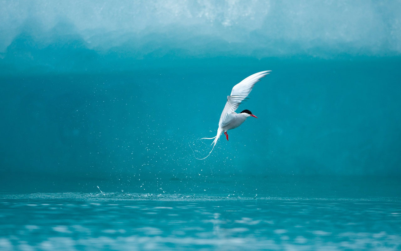 picture of seagull bird