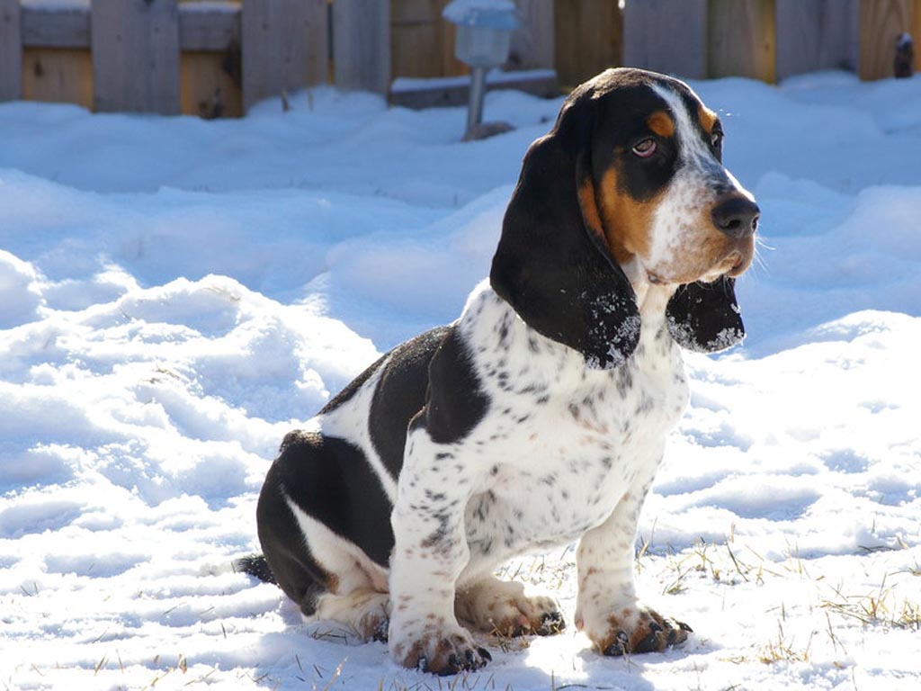 pictures of basset hounds