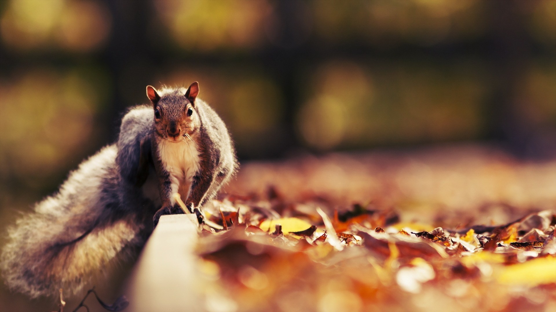 pictures of cute squirrels