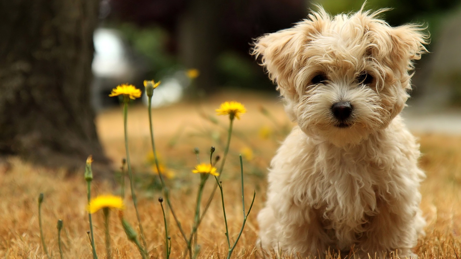pictures of dogs hd