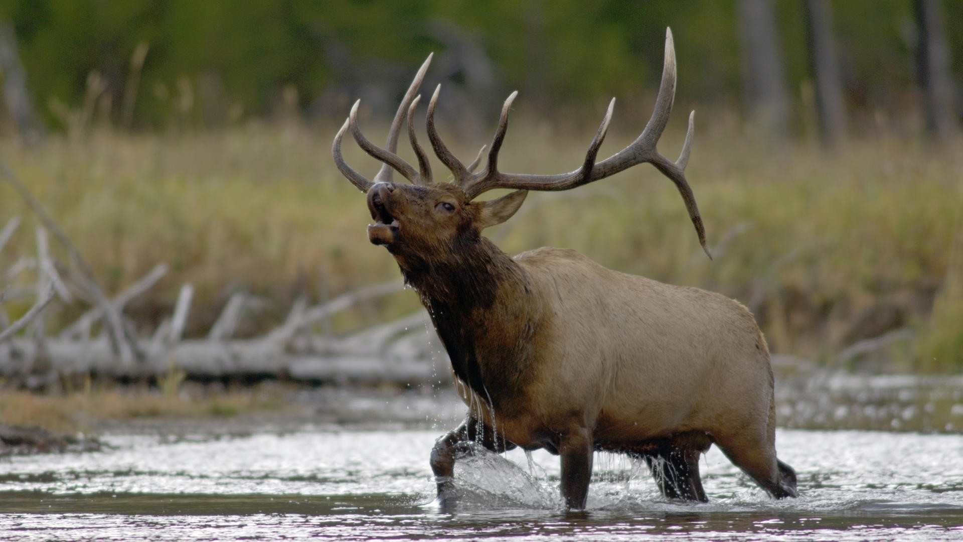 pictures of elk
