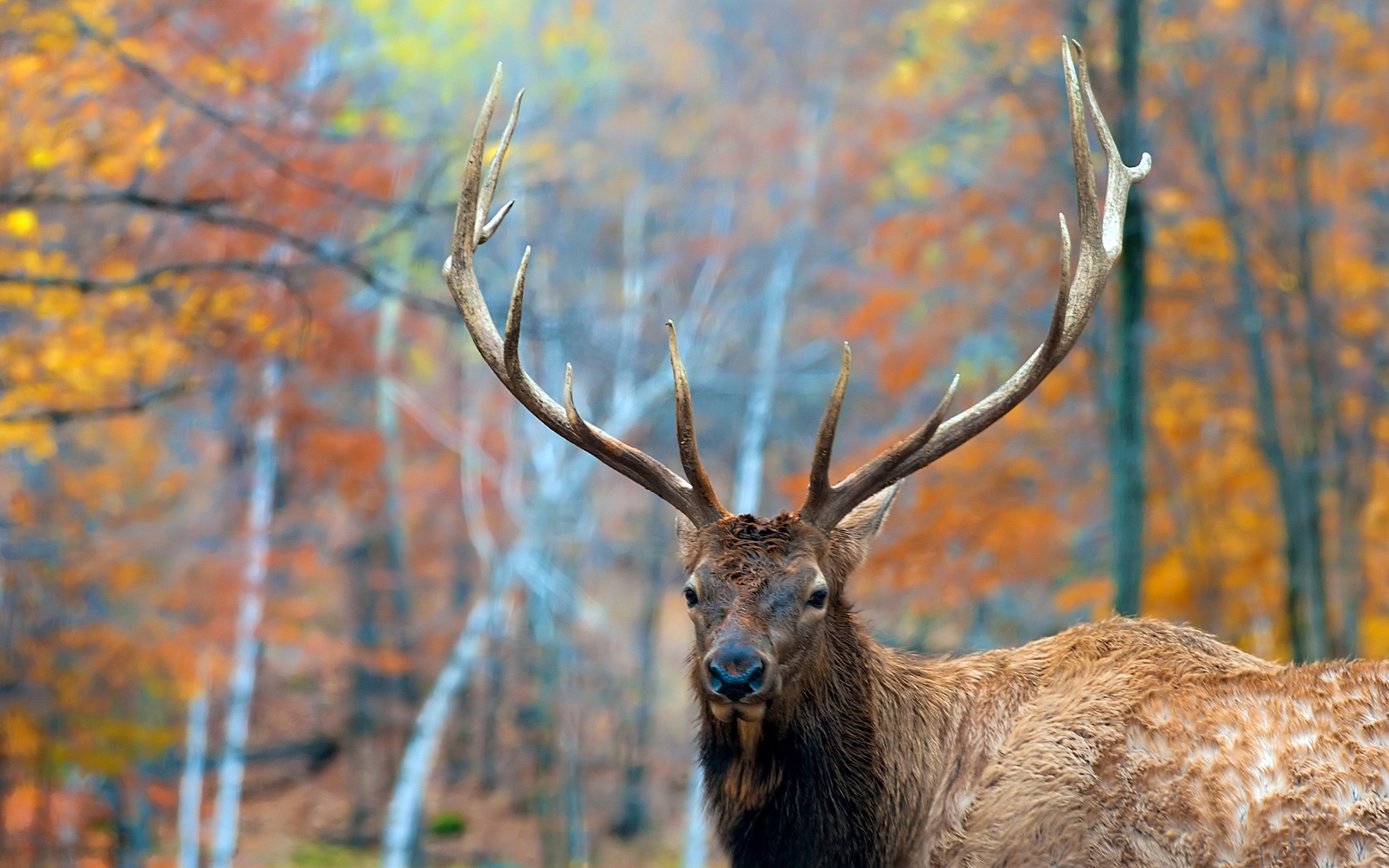 pictures of elks