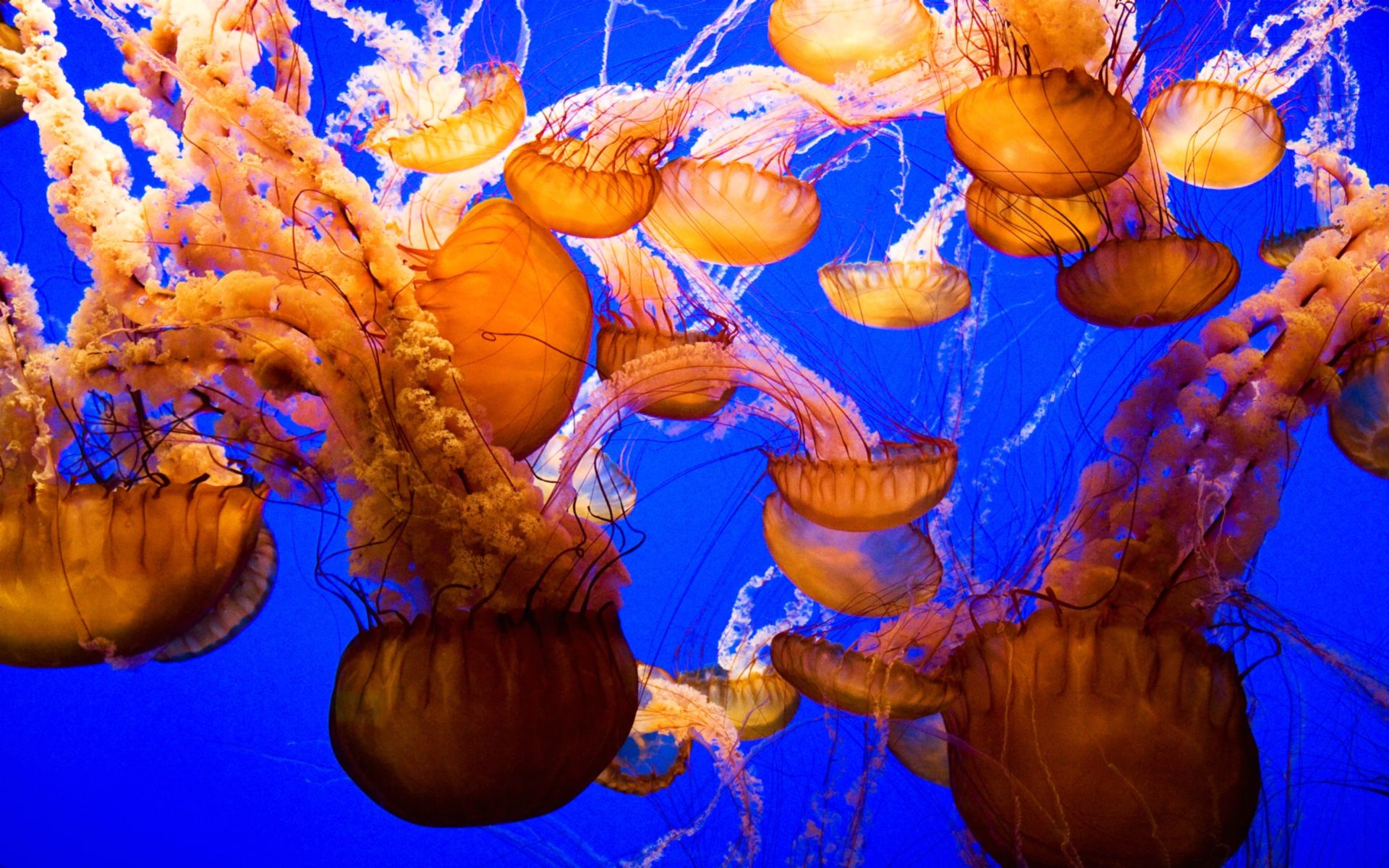 pictures of jellyfish