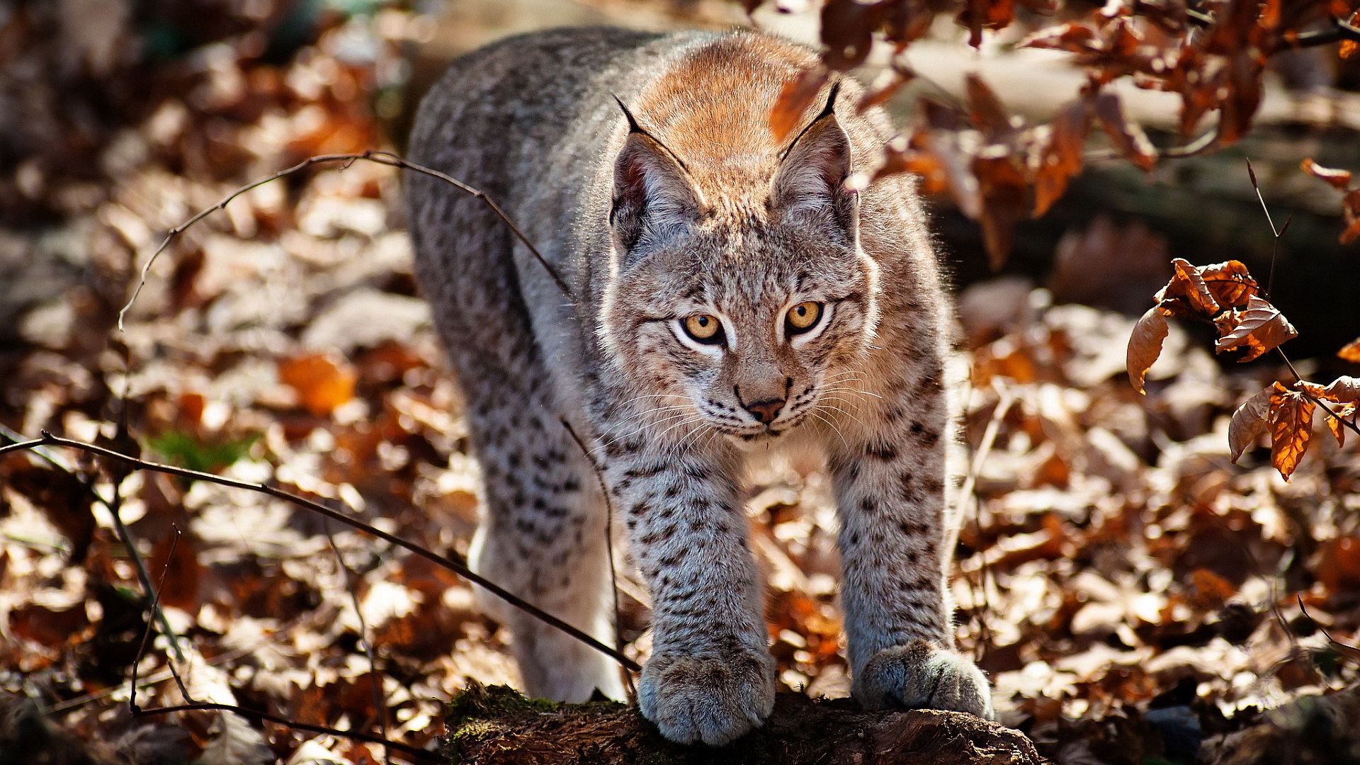 pictures of lynx