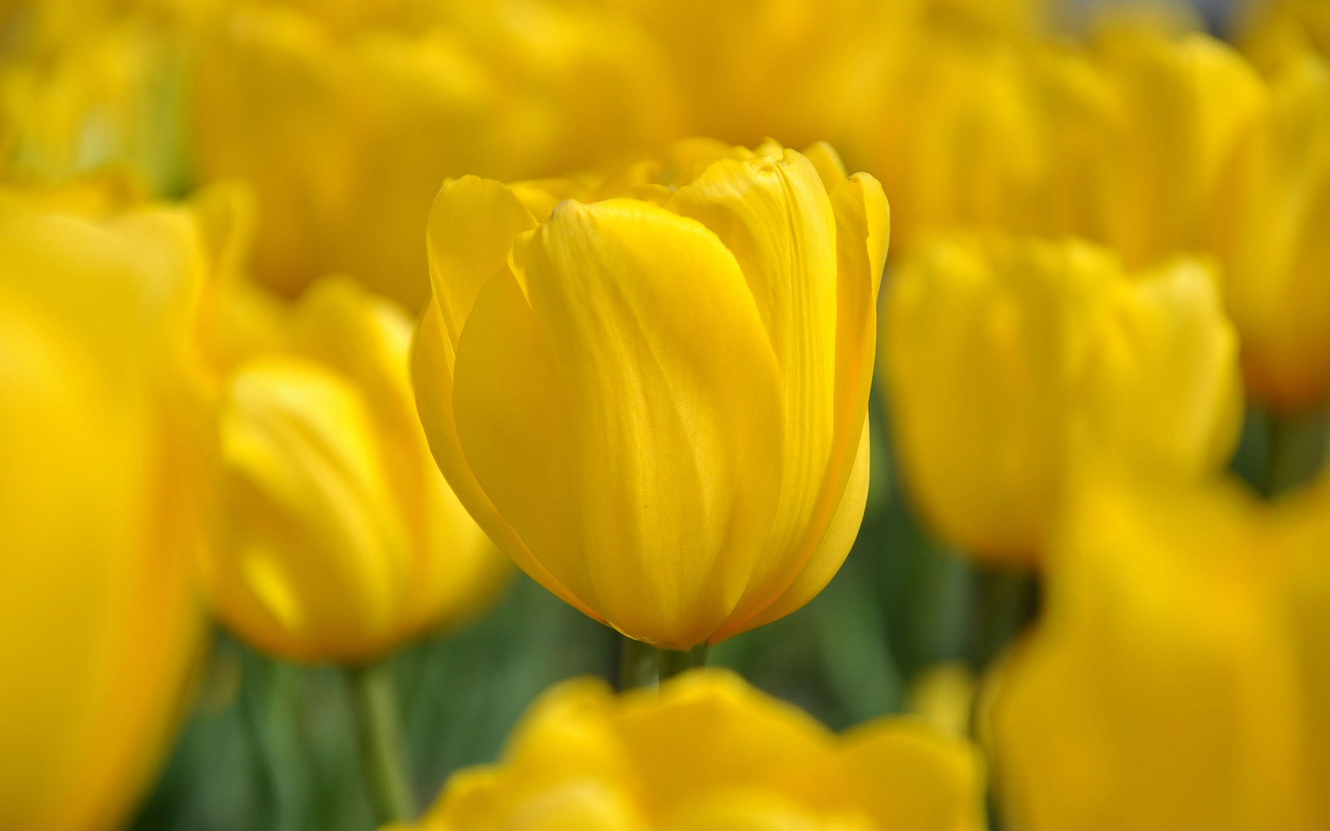 pictures of tulips flowers