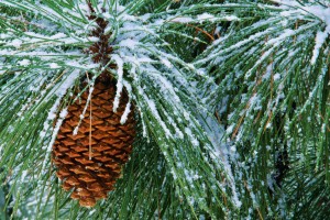 pine tree wallpaper