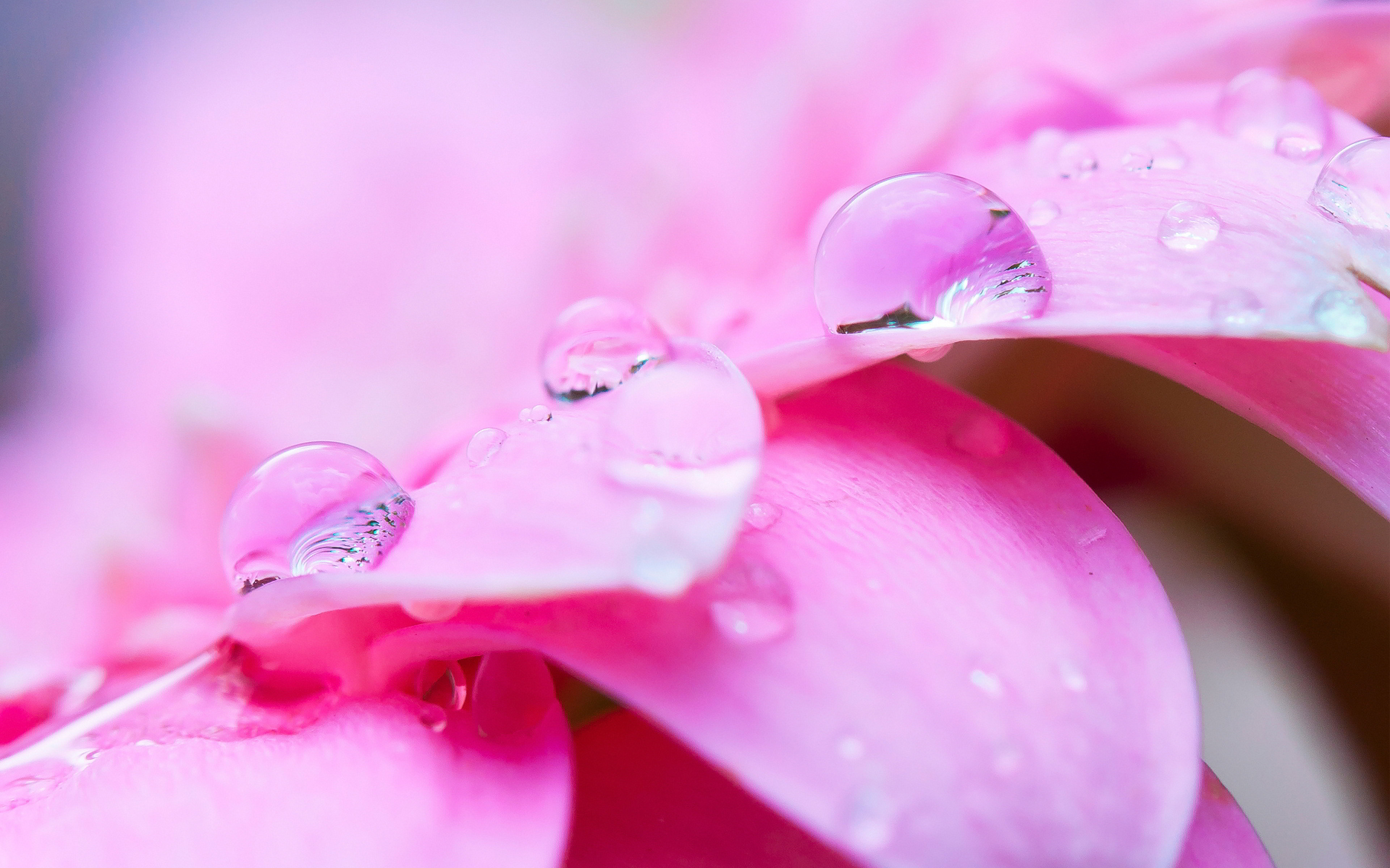 pink petals dew drops