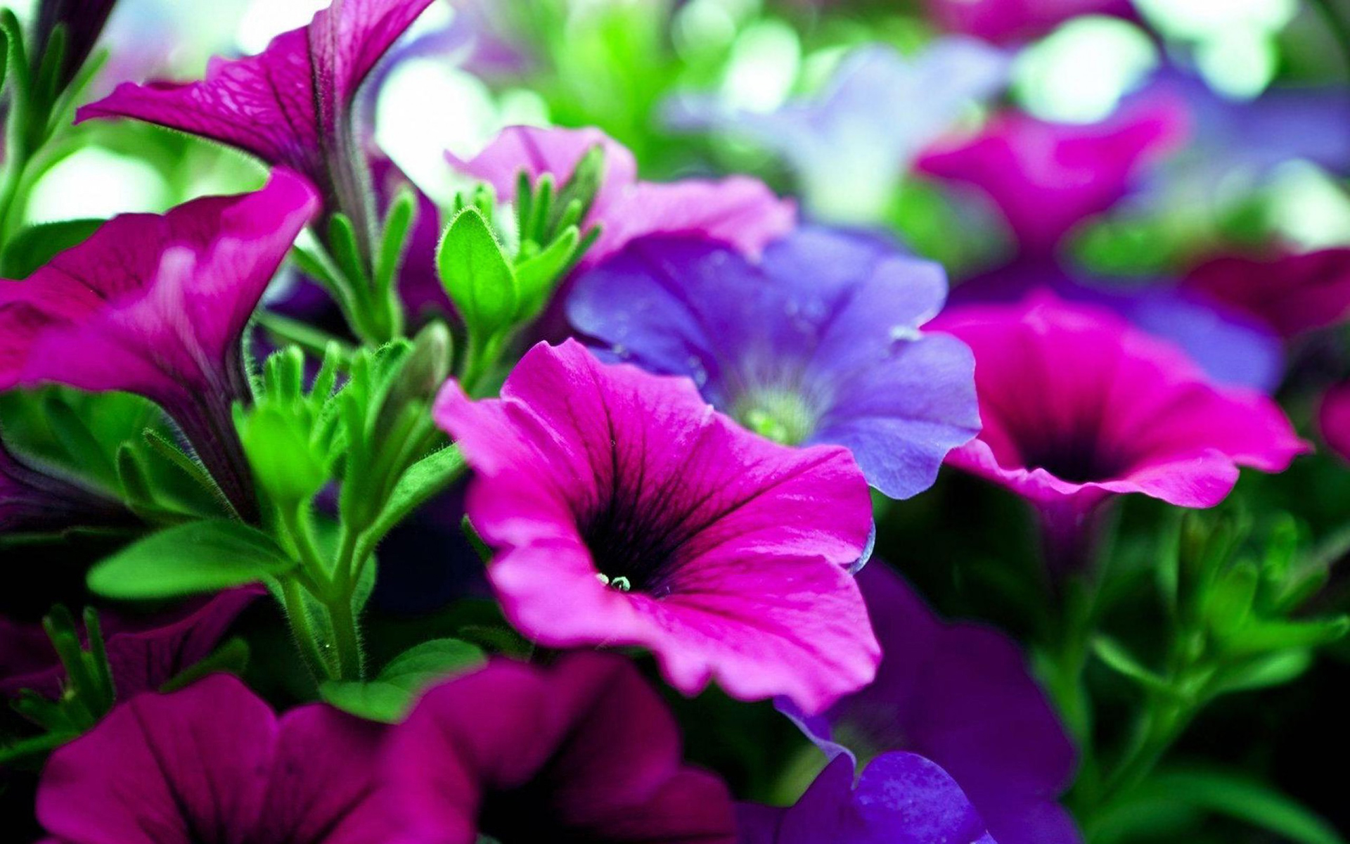 pink purple flowers hd