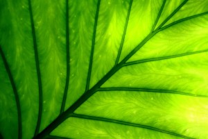 plant wallpaper leaf