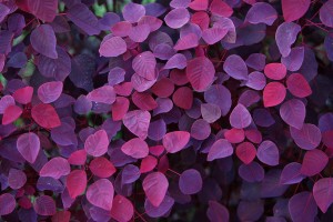 plant wallpaper purple