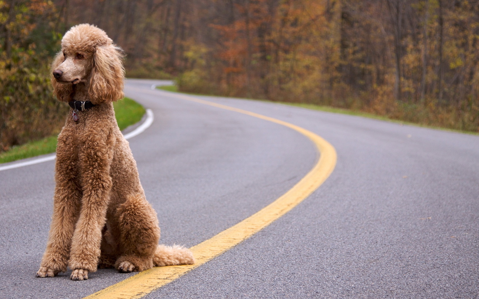 poodle wallpapers hd