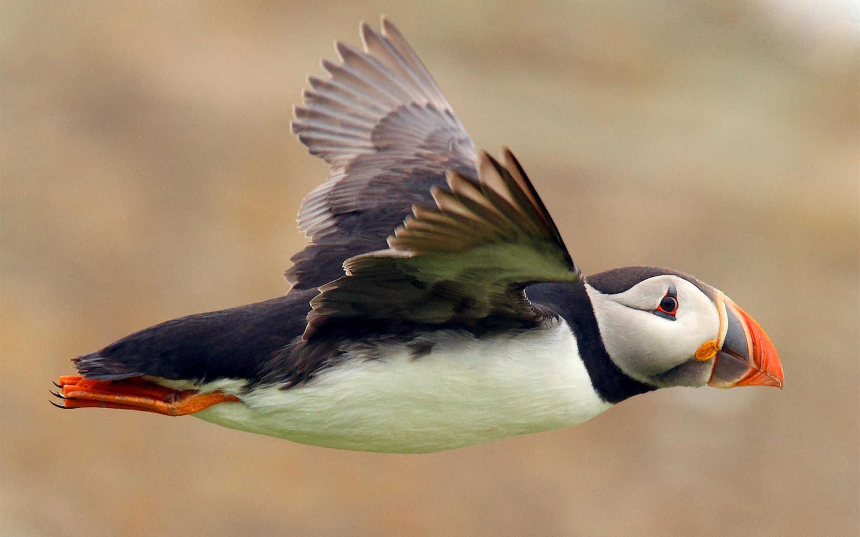 puffin seabird flying
