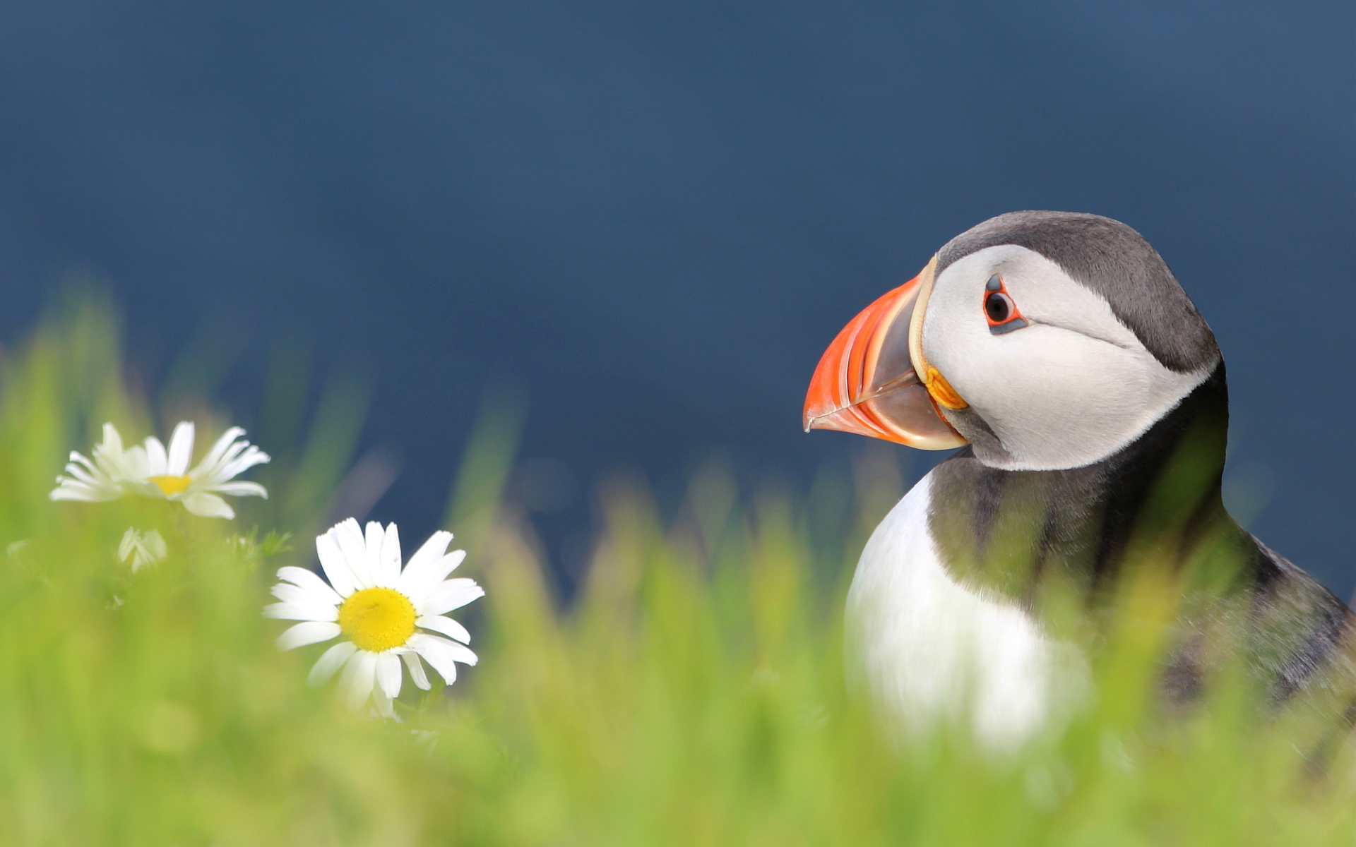 puffin wallpapers beautiful