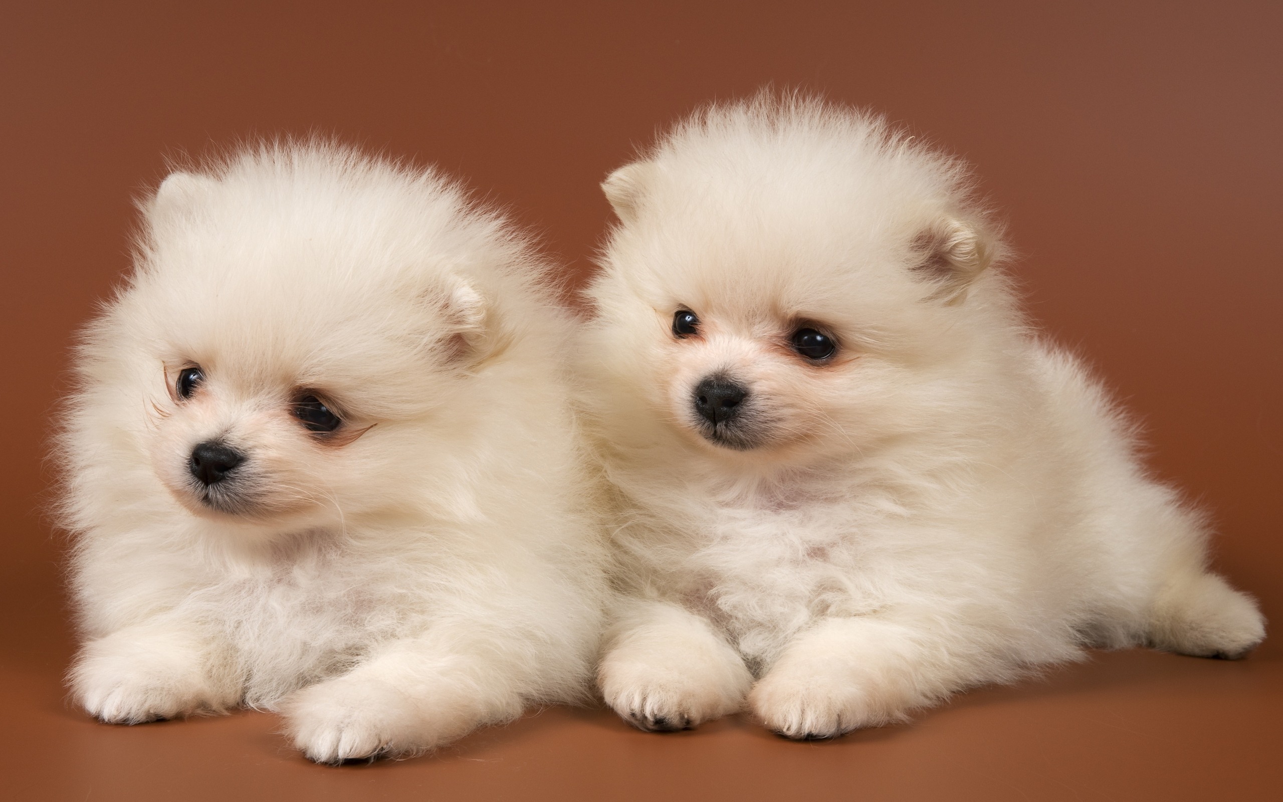 puppies wallpaper white