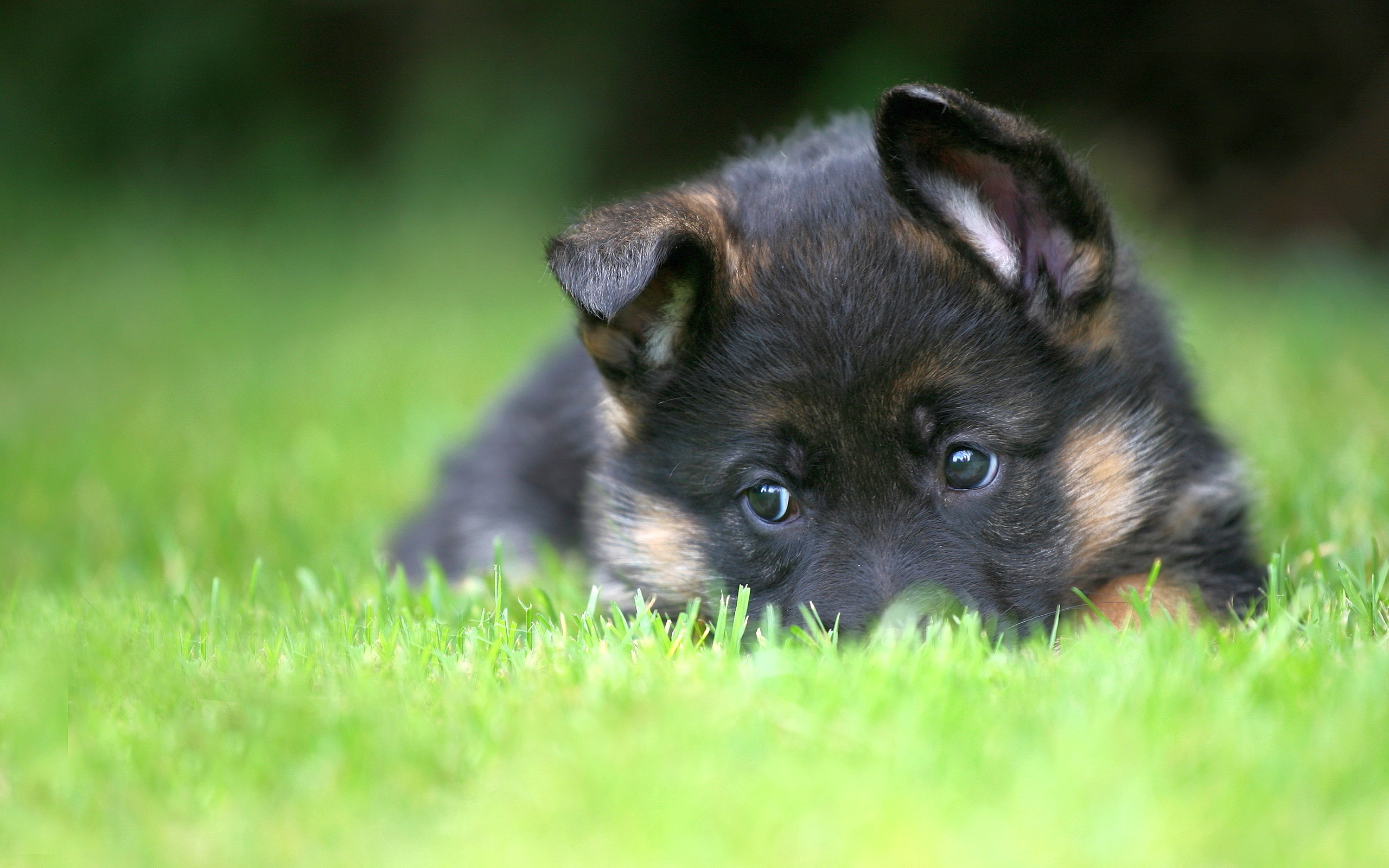 puppies wallpapers A10