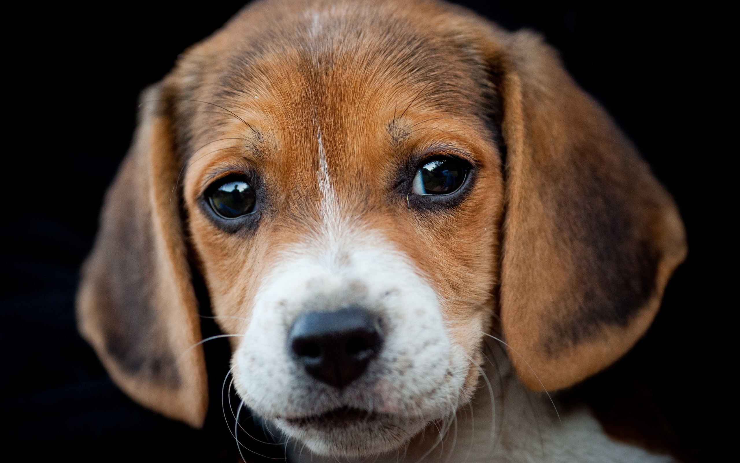 puppy beagle