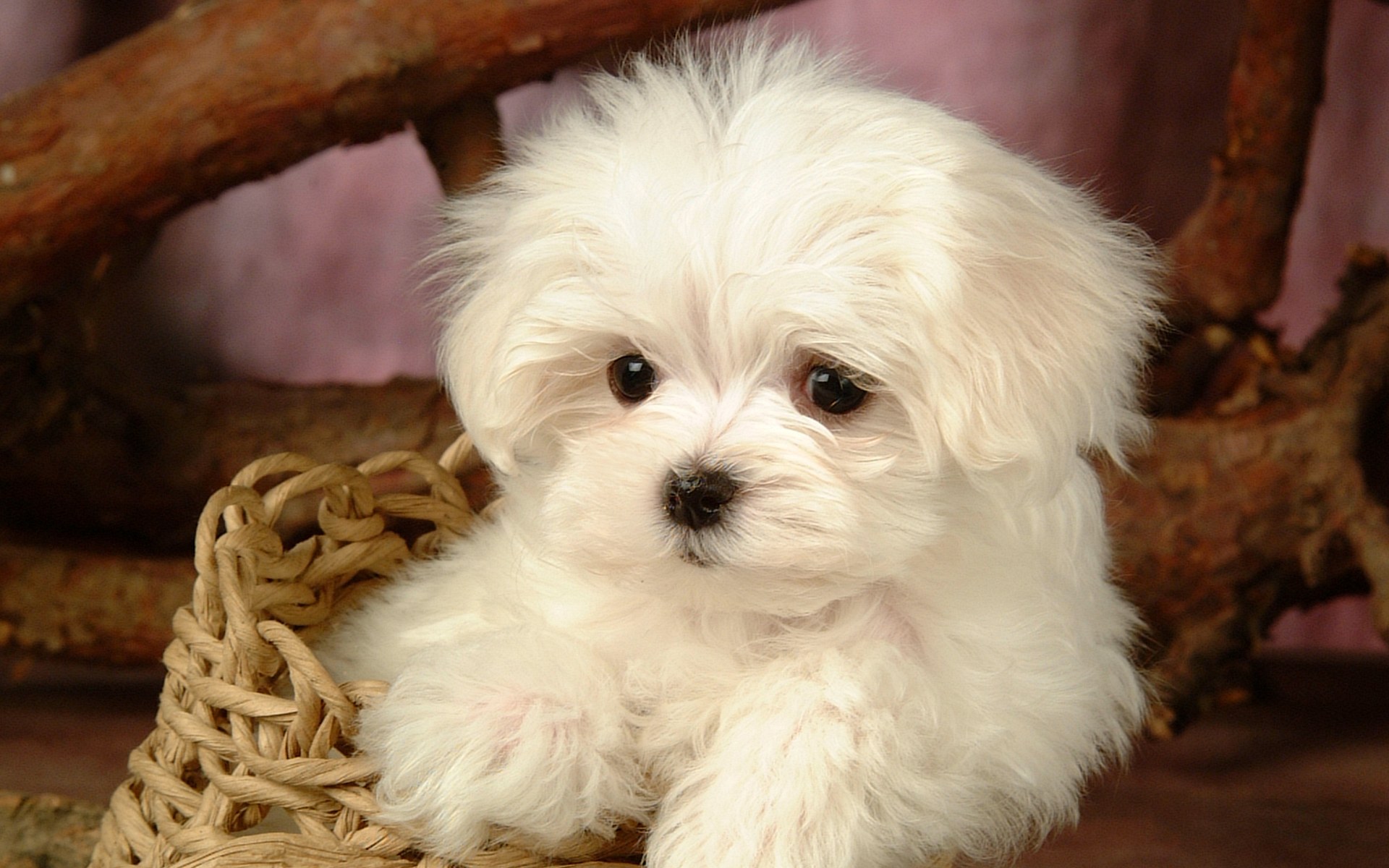 puppy wallpapers A5