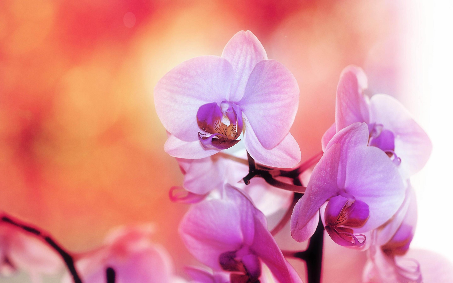 purple white orchids