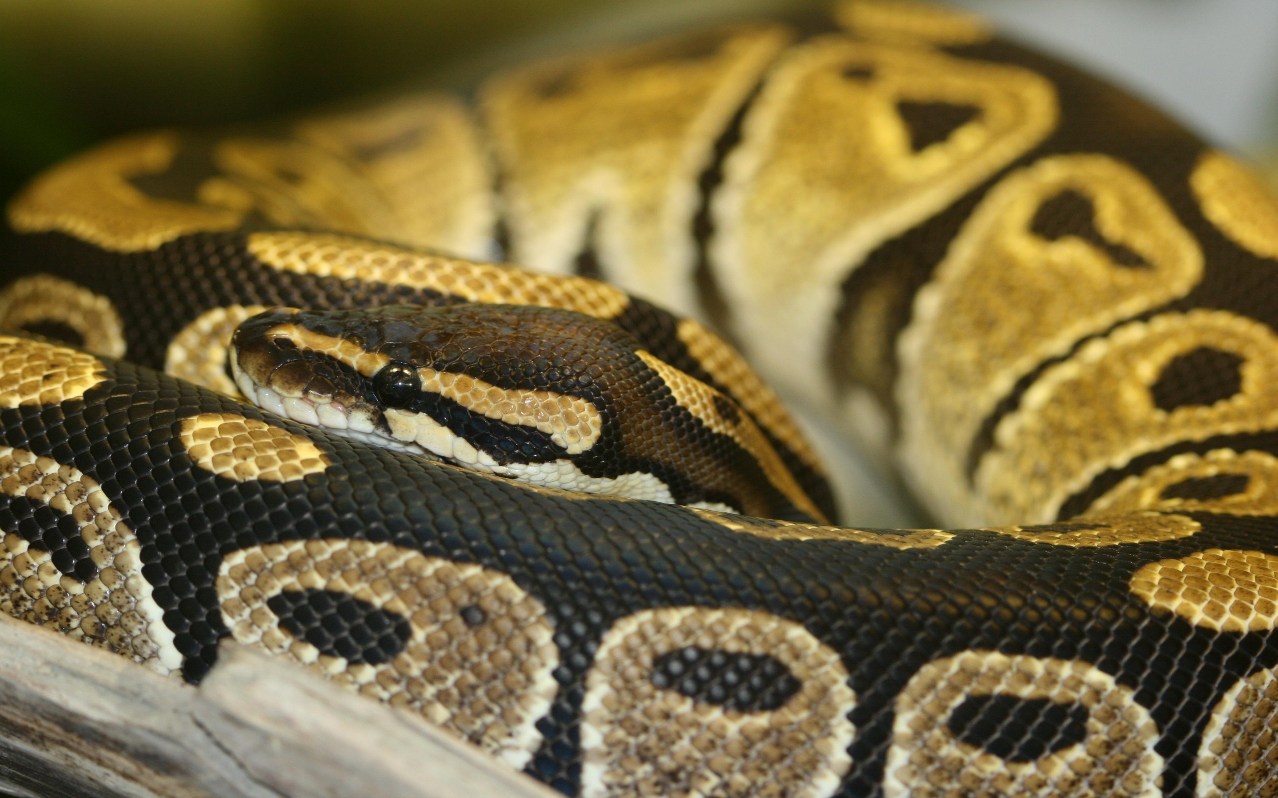 python background
